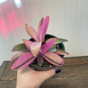 Seven Flowers Other Pink Stripe Tradescantia Pallida Live Plant 35in Poshmark